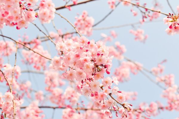 桜とさくらんぼの違い、説明できますか？春のような日差しに誘われて語るペンパルの手紙